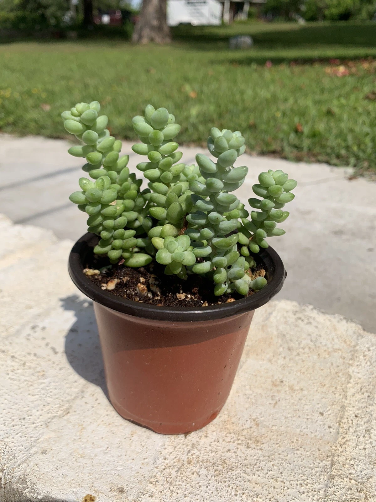 Sedum Burrito Burro’s Tail – 2 Rooted Pots (3.5") | Donkey Tail Succulent | Trailing Live Plant Set