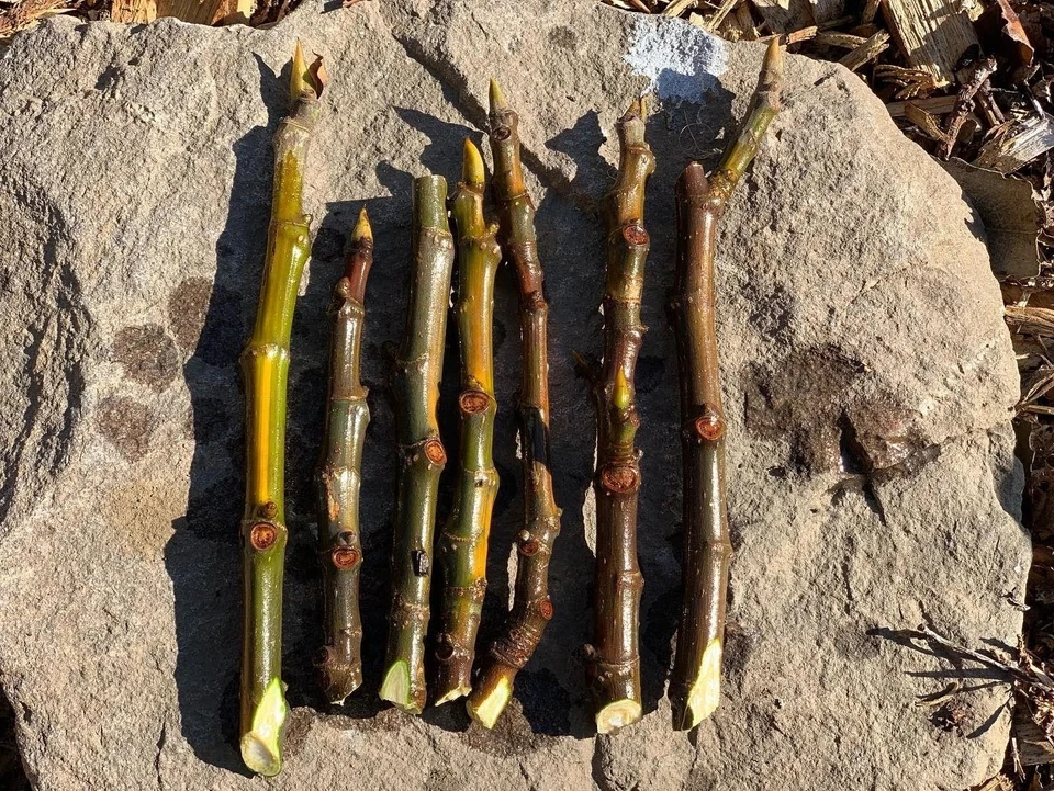 Wilson’s Coyote Rainbow Fig – 3 Unrooted Cuttings, Rare Ficus carica Variety, Colorful Sweet Fig Tree Starter for Planting