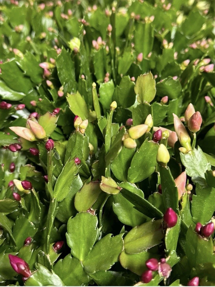 Christmas Cactus Cuttings – 12 Live Schlumbergera Cuttings, Mixed Flower Colors, Holiday Cactus for Planting