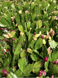 Christmas Cactus Cuttings – 12 Live Schlumbergera Cuttings, Mixed Flower Colors, Holiday Cactus for Planting