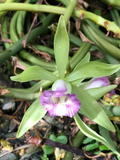 Vanilla Orchid Cuttings – Vanilla dilloniana Live Plant Cuttings, 20 Inch Mature Vine for Planting