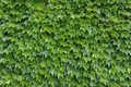 Boston Ivy Cuttings – 10 Fresh Unrooted Cuttings, Parthenocissus tricuspidata, 6–8 Inch Length for Planting