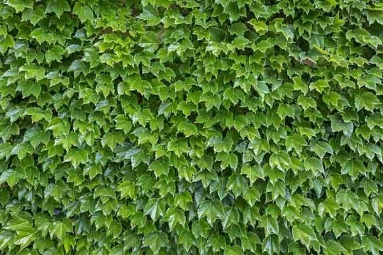 Boston Ivy Cuttings – 10 Fresh Unrooted Cuttings, Parthenocissus tricuspidata, 6–8 Inch Length for Planting