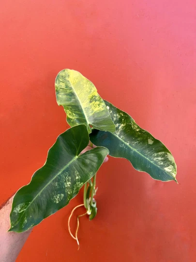 Variegated Burle Marx Philodendron Cutting for Planting – Air Roots with Nodes, Indoor Tropical Houseplant