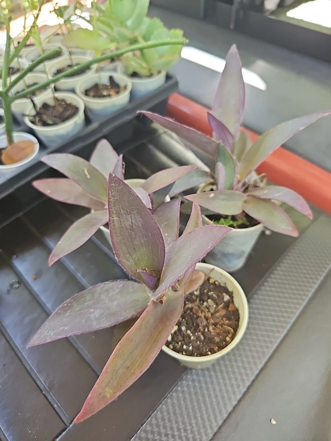 Purple Heart Plant – Tradescantia pallida Live Starter, Setcreasea Wandering Jewel, Vibrant Purple Foliage Houseplant or Outdoor Groundcover