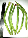 Huernia Macrocarpa Red Dragon – 6 Rooted Cuttings 10 Inches Long – Burgundy Form Succulent Stems