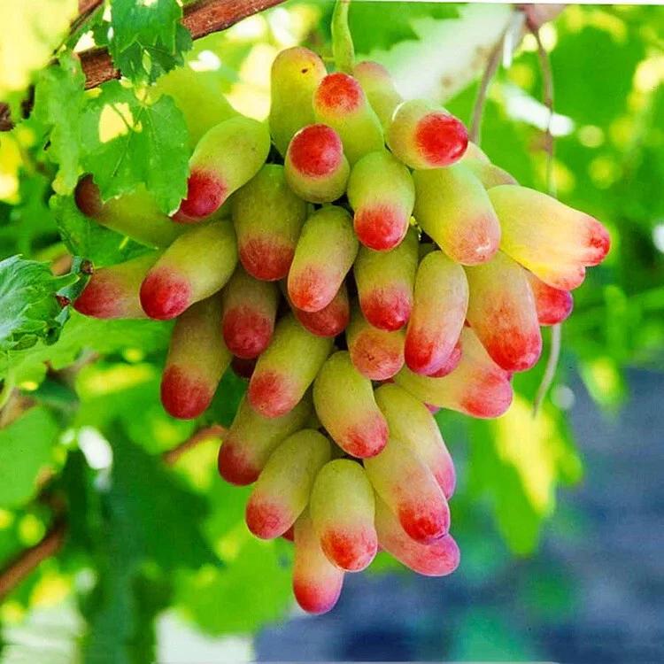 Halloween Fingers Grape Cuttings – 5 Unrooted Vitis vinifera Manicure Grape Scions for Rooting or Grafting