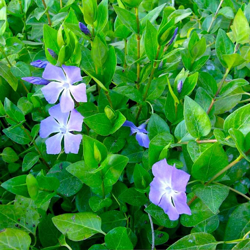 Rooted Vinca Major Cuttings – 10 Periwinkle Vine Starts 15–20" | Live Purple Flower Groundcover Plants
