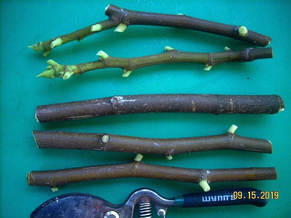 Fig Tree Cuttings Col de Dame Noire – 6 Live Fig Cuttings for Planting, Ficus Carica Variety