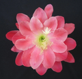 Epiphyllum Olympiad Orchid Cactus Cuttings for Planting – Unrooted Night Blooming Cactus Stems