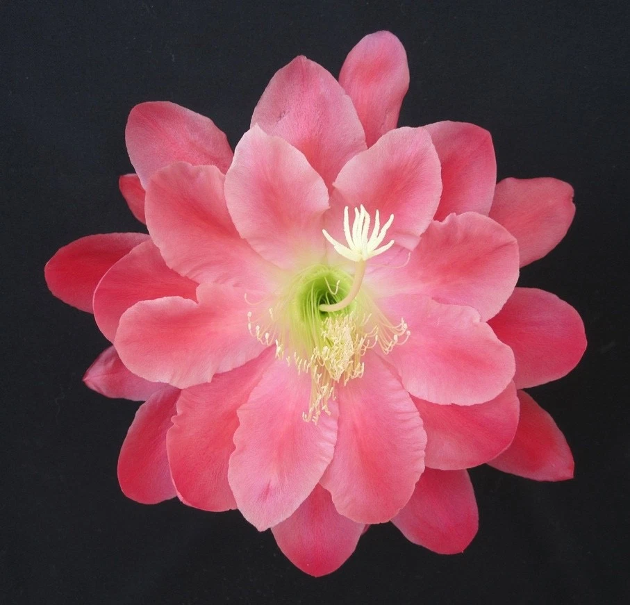 Epiphyllum Olympiad Orchid Cactus Cuttings for Planting – Unrooted Night Blooming Cactus Stems