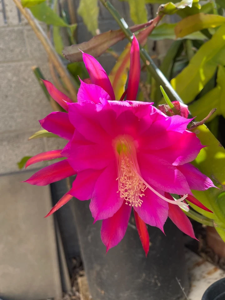 Epiphyllum Orchid Cactus Cutting – “Midnight Purple” – Epiphyllum Hybrid Segment for Rooting & Indoor Growing
