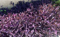Purple Wandering Jew Live Plants – 15 Tradescantia pallida Purpurea, 4–8 Inch Plants, Purple Trailing Houseplant