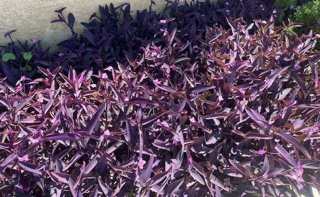 Purple Wandering Jew Live Plants – 15 Tradescantia pallida Purpurea, 4–8 Inch Plants, Purple Trailing Houseplant