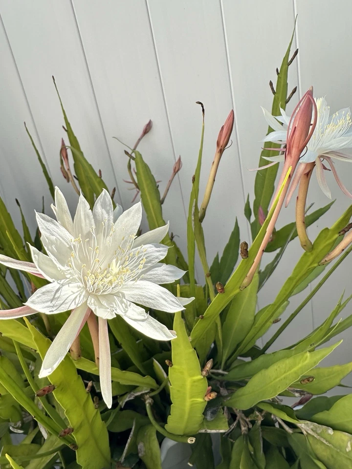 Cereus Night Blooming Cactus Cuttings – 3 Live Unrooted Cereus Cuttings for Propagation