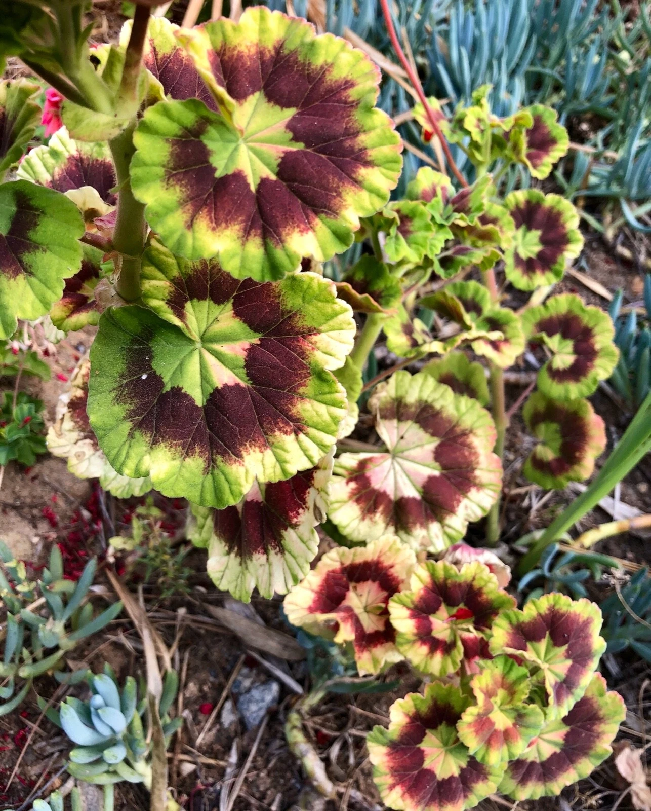 Rare Variegated Pelargonium – Zonal Geranium 6” Live Starter Cutting, Colorful Foliage Plant for Pots & Garden Growing