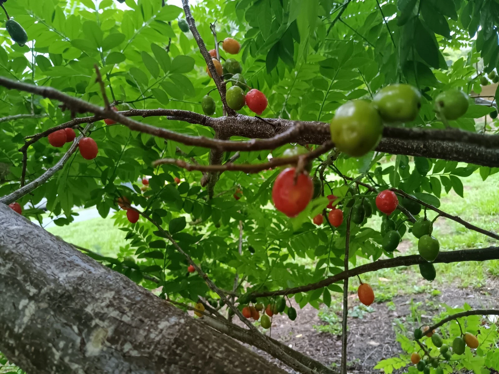 Hog Plum Cuttings – 5 Fresh Unrooted Spondias purpurea Cuttings, Ciruela Spanish Plum Fruit Tree for Planting