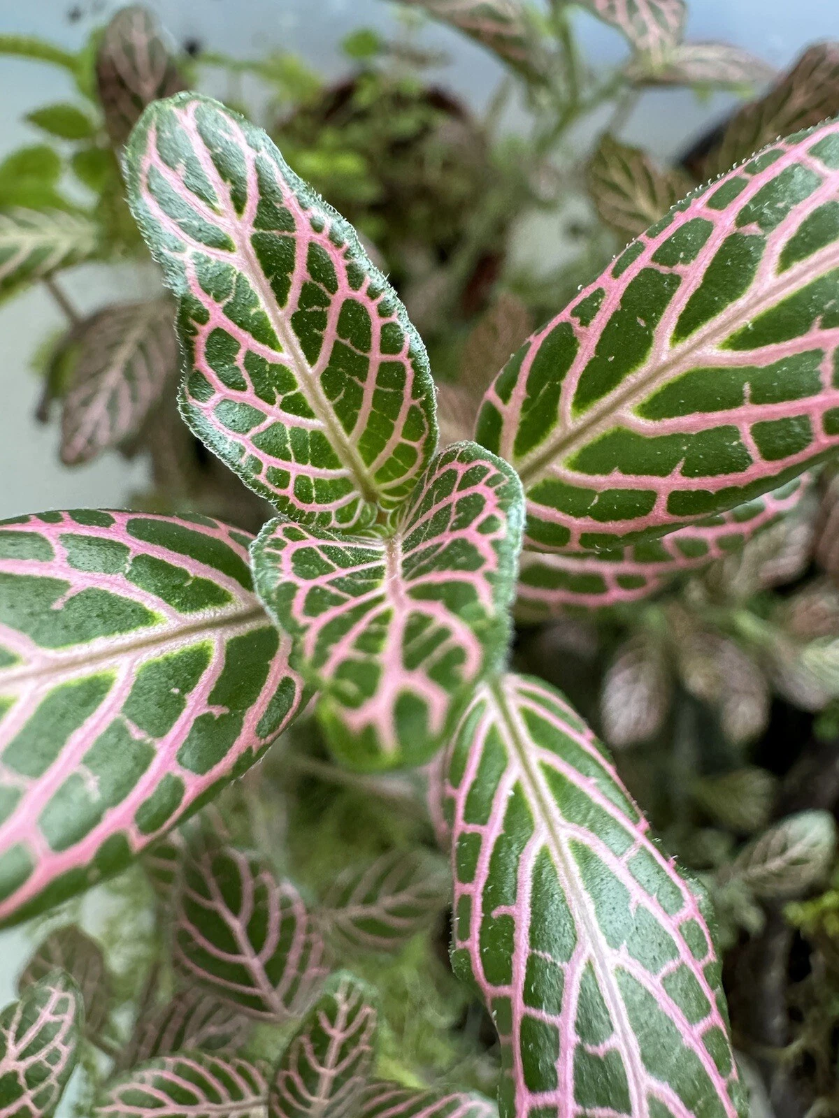 Pink Nerve Plant Live Cutting – Fittonia spp Striped Leaf Houseplant Division for Terrarium or Indoor Growing