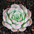 Echeveria ‘Gilo’ Succulent Plant – Fully Rooted Live Starter in 2 Inch Pot
