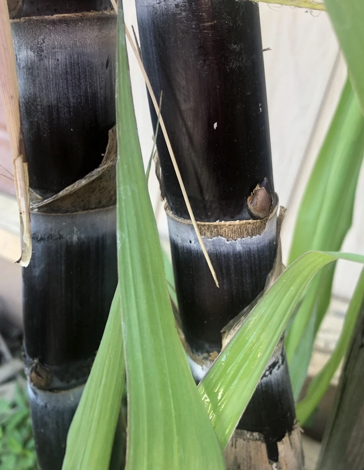 Sugarcane Rooted Cuttings for Planting – 2 Live Saccharum Officinarum Starts, Tropical Garden Plant