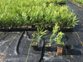 Green Giant Thuja Live Plants 12–18 Inch Tall, Box of 25 Potted Arborvitae for Landscape Planting