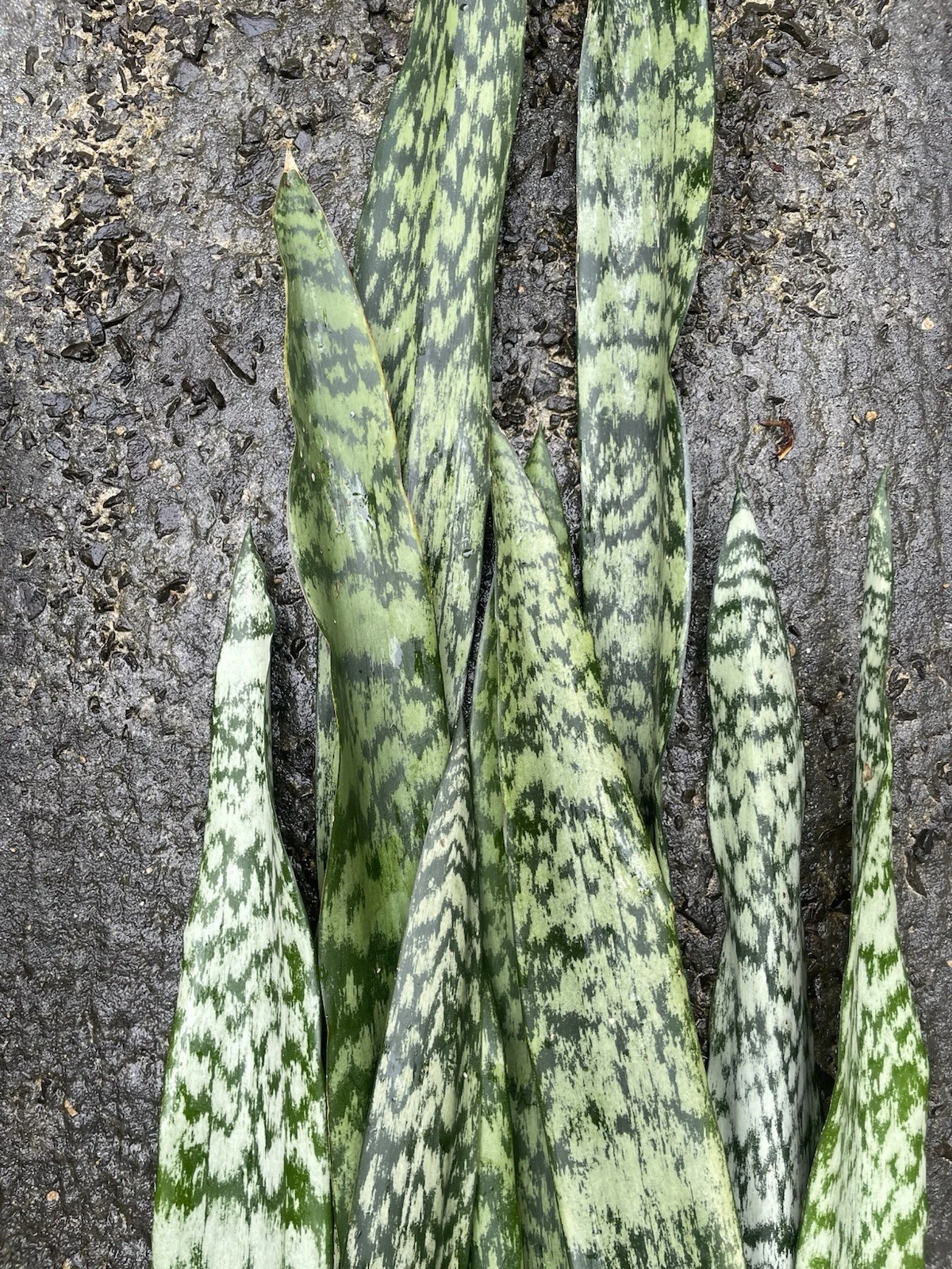 Sansevieria Snake Plant Leaf Cuttings – 9 Starter Cuttings, Hawaii Grown, Unrooted Houseplant Propagation