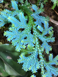 Rainbow Spikemoss Peacock Fern Cutting – Live Selaginella uncinata Blue Terrarium Plant for Propagation