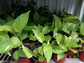 Fully Rooted Pothos Devil’s Ivy Live Houseplant – 2 Bare Root Cuttings, 5–6 Inch Indoor Vine
