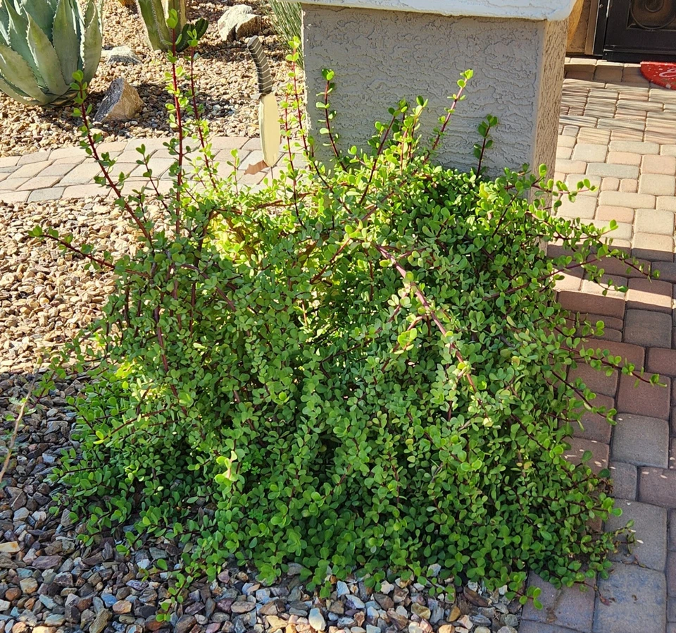 Portulacaria afra “Mammoth” Cuttings – 5 Elephant Bush Succulent Stems, Live Starter Plant Lot for Rooting