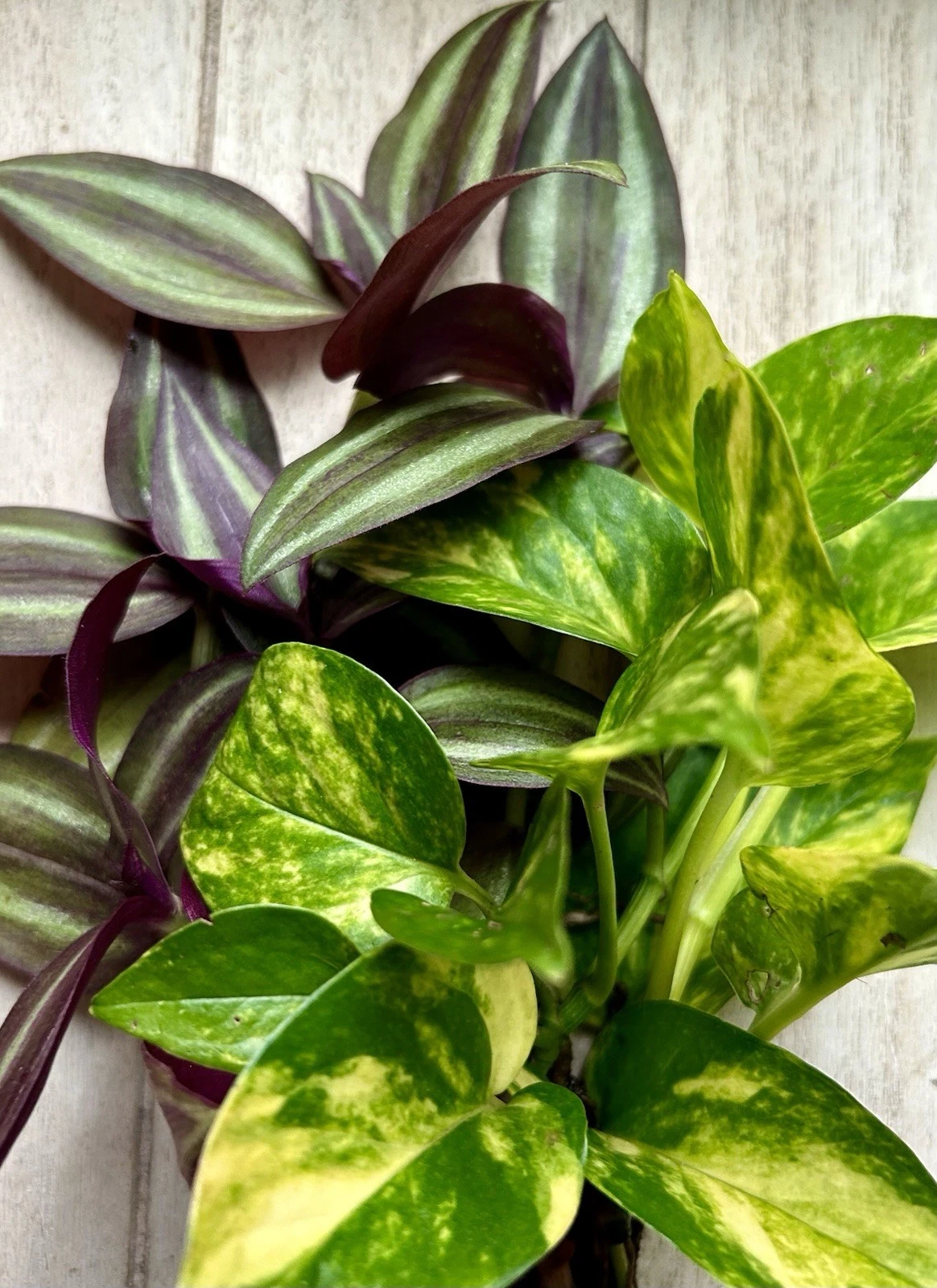 20 Rooted Houseplant Cuttings – Pothos & Tradescantia Zebrina Mix, Easy Indoor Vines Ready to Plant in Pots or Water