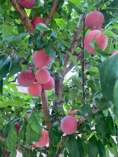 Sweet Pluerry Fruit Tree Scions – Plum Cherry Hybrid Cuttings for Grafting – Fresh 1-Year Wood