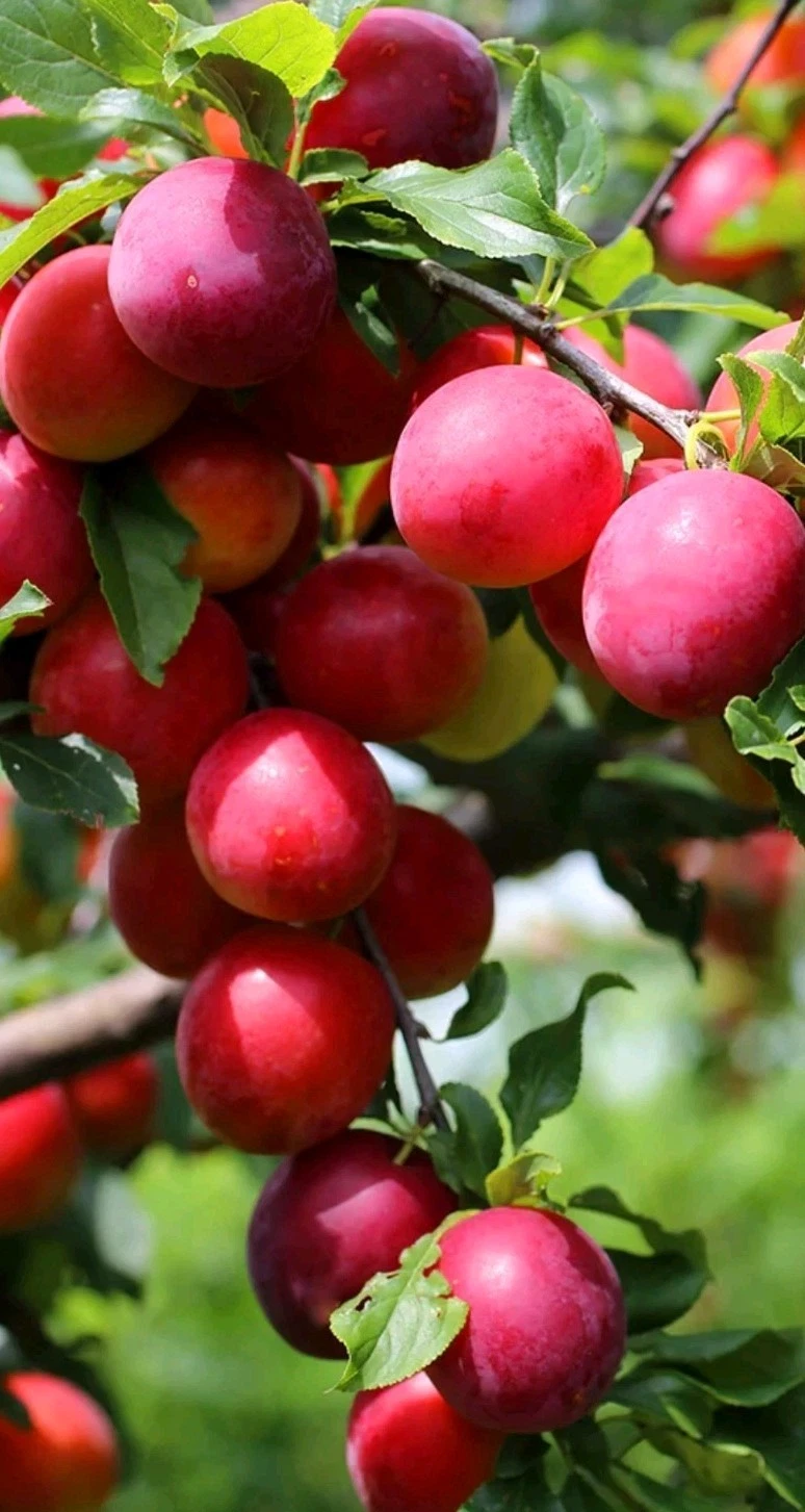 Japanese Red Plum Cutting for Rooting or Grafting – 6–8 Inch Prunus salicina Tree Cutting (Unrooted)