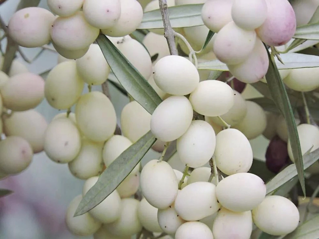 White Olive Tree Cuttings – 3 Pack Rare Olea europaea Variety for Rooting or Grafting, Live Mediterranean Fruit Tree Wood