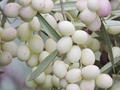 White Olive Tree Cuttings – 3 Pack Rare Olea europaea Variety for Rooting or Grafting, Live Mediterranean Fruit Tree Wood