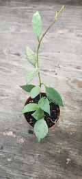 Hoya Krohniana Super Silver Propagation Cup – Rooted Silver Leaf Wax Plant Starter, Trailing Indoor Houseplant