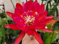 Epiphyllum ‘Burning Dream’ Cuttings 8–10" – Unrooted Orchid Cactus Segment | Rare Epiphyllum