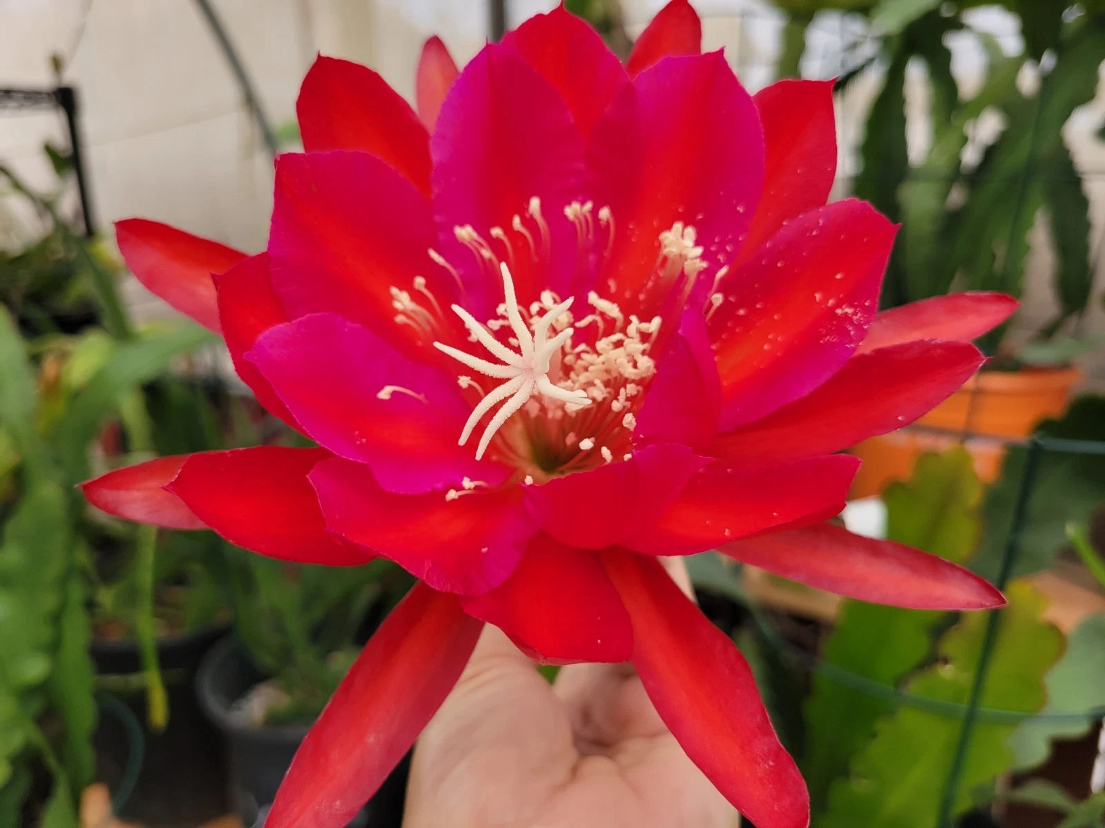 Epiphyllum ‘Burning Dream’ Cuttings 8–10" – Unrooted Orchid Cactus Segment | Rare Epiphyllum