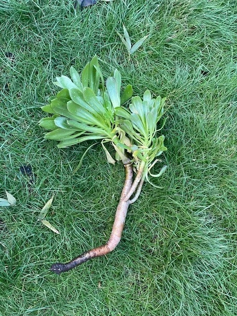 Tree Green Aeonium Succulent Cutting – 10 Inch Unrooted Stem for Indoor or Outdoor Planting
