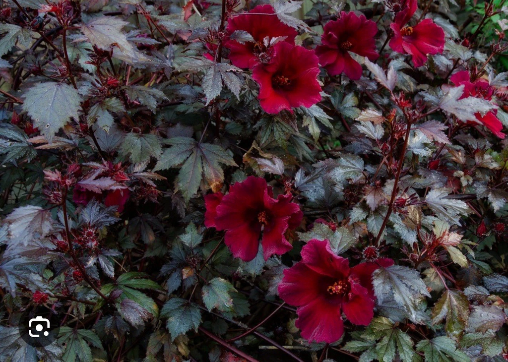 Mahogany Splendor Red Leaf Hibiscus – Small Rooted Starter Plant – Hardy Ornamental Hibiscus