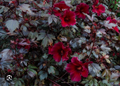 Mahogany Splendor Red Leaf Hibiscus – Small Rooted Starter Plant – Hardy Ornamental Hibiscus