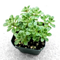 Aeonium Irish Bouquet – Live 2” Aeonium lindleyi var. viscatum Succulent, Compact Rosette Plant for Pots, Rock Gardens & Arrangements