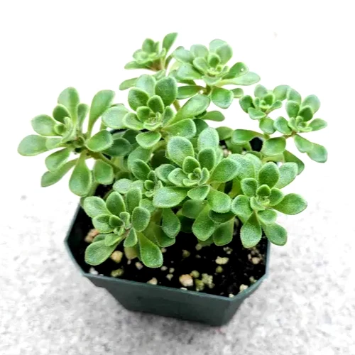 Aeonium Irish Bouquet – Live 2” Aeonium lindleyi var. viscatum Succulent, Compact Rosette Plant for Pots, Rock Gardens & Arrangements