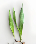 Snake Plant Rooted Set – Sansevieria Dracaena Trifasciata Starter Plants – Ready to Pot Live Rooted Set