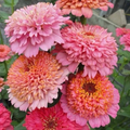 Cupcake Zinnia 100 Seeds for Planting – Decorative Cut Flower Zinnia, Annual Garden Flower Seeds