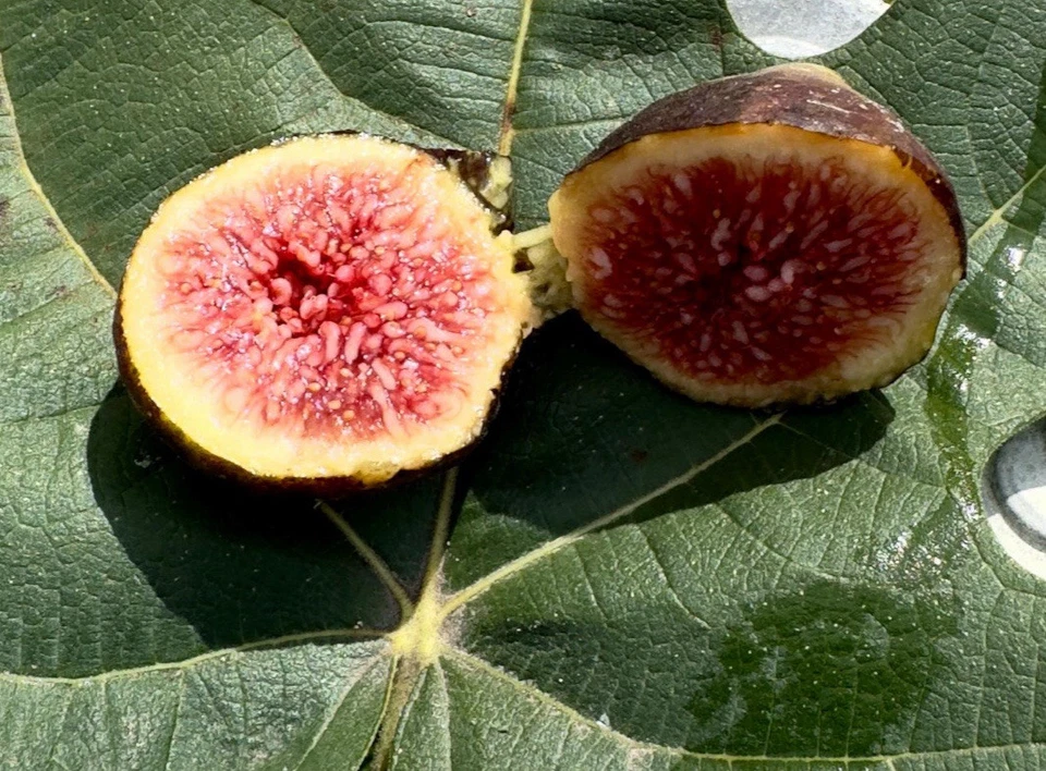 Brown Turkey Fig Cuttings for Planting – 8 Unrooted Ficus carica Cuttings, Fruit Tree Propagation