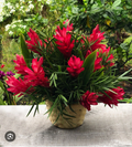 Hawaiian Red Ginger Plant Alpinia purpurata, Small Rooted Starter Tropical Ornamental Plant for Planting