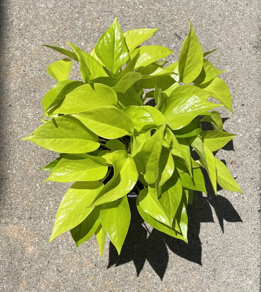 Pothos Cuttings Combo – 6 Indoor Plant Cuttings, Epipremnum Aureum Marble Queen Neon Lemon and Jade Green