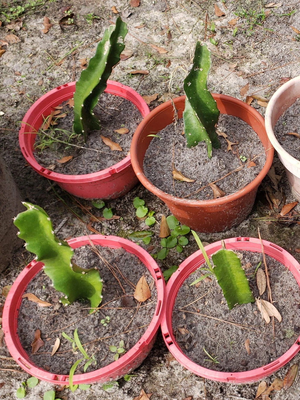 American Beauty Dragon Fruit Cuttings for Planting – 3 Unrooted Red Pitaya Cactus Cuttings