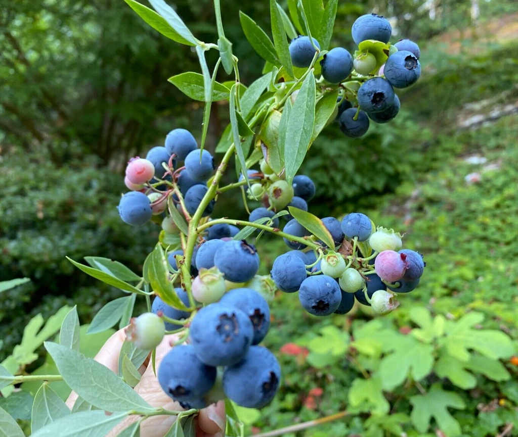 Evergreen Blueberry Plant Cuttings – 4 Unrooted Vaccinium Cuttings – Fruit Shrub with Red Fall Foliage