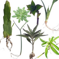 Indoor Plant Cuttings Variety Pack – 7 Fresh Cuttings Including Queen of Night, Burro’s Tail & More Easy-Root Houseplants
